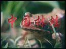 中国林蛙